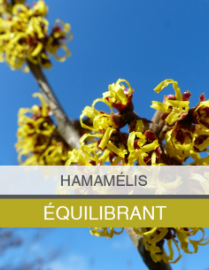 Eau Florale d'Hamamélis Bio 2