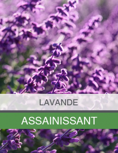 Eau Florale de Lavande Bio 2