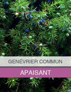 Huile Essentielle de... 2