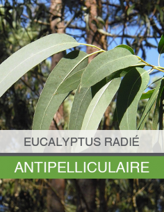 Huile Essentielle... 2