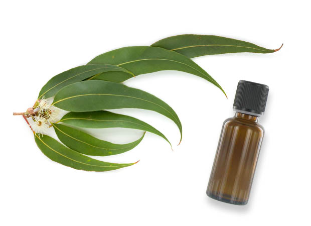 huile-essentielle-eucalyptus