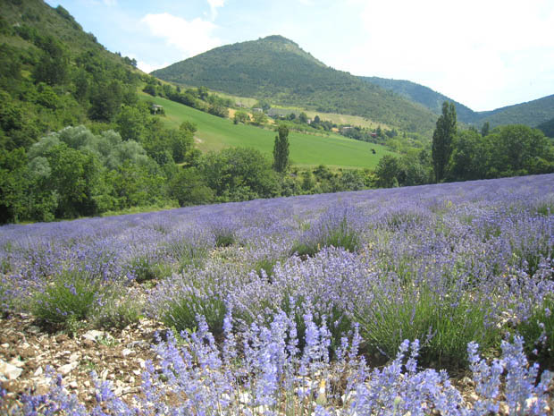 huile-essentielle-lavande-fine