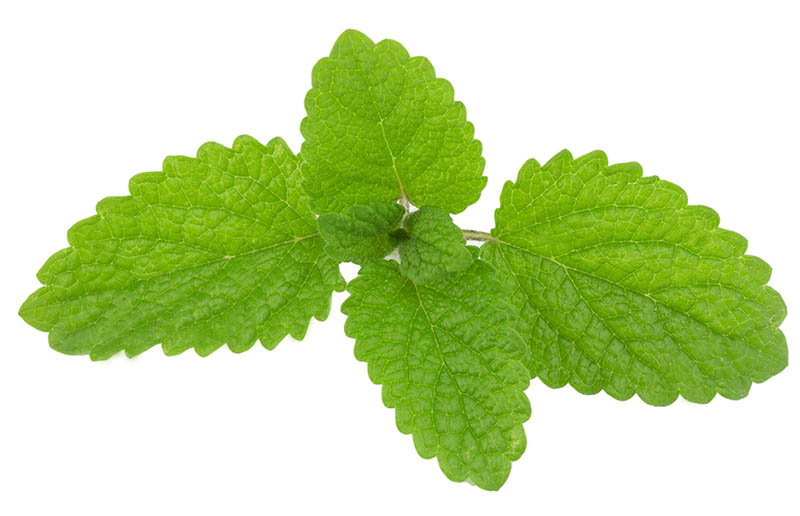 huile-essentielle-melisse-officinale-bio