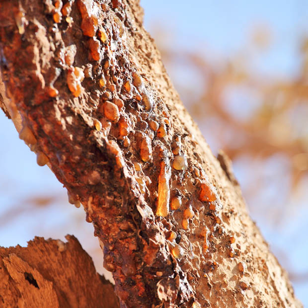 Commiphora-myrrha