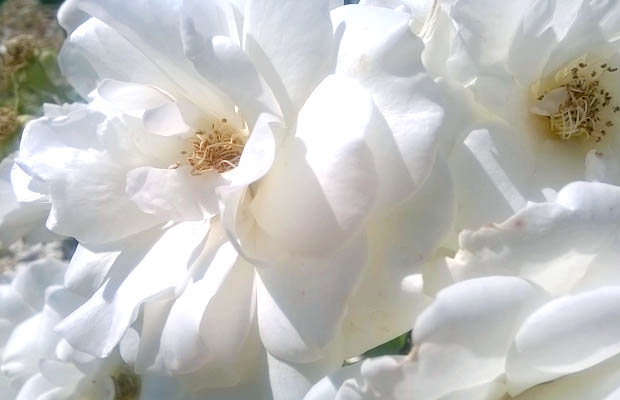 fleur-rose