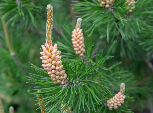 Pin Sylvestre