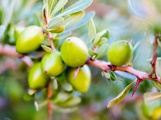 noix d'argan