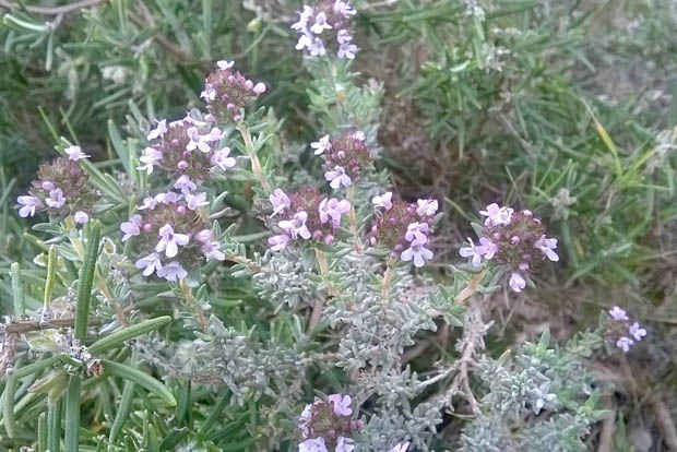 thym en fleurs