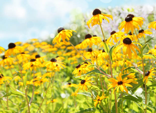 allergie aromatherapie recettes