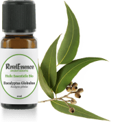 eucalyptus-globulus-10-ml