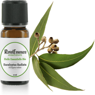 eucalyptus-radiata-10-ml