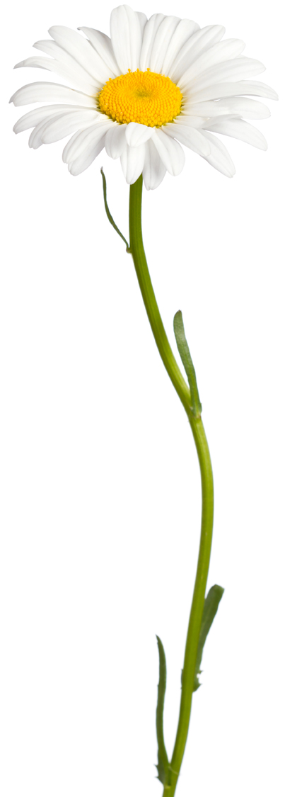 huile-essentielle-camomille-bio-05