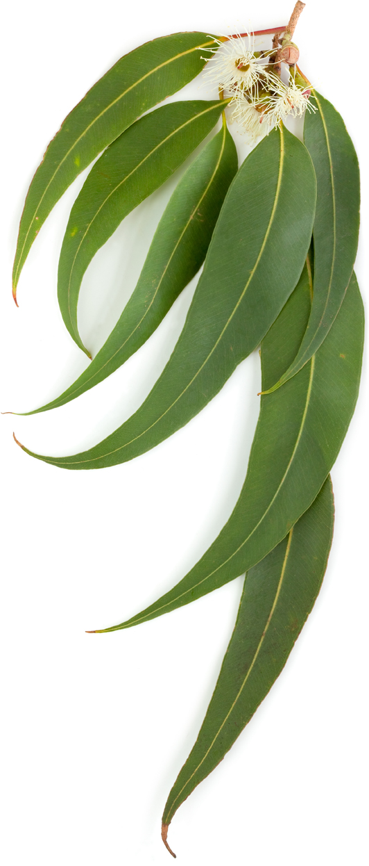 Eucalyptus radiata essence