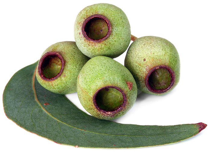 Essence d'eucalyptus smithii