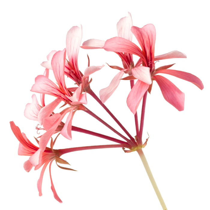 Geranium bourbon HE