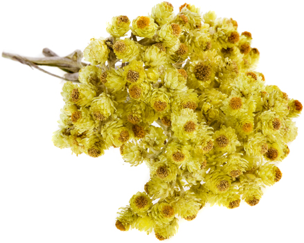 Essence d'hélicryse Italienne
