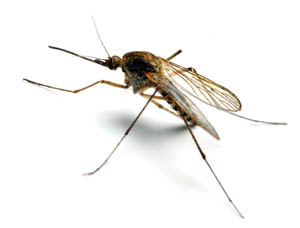 Repousser les insectes à l'aide des huiles essentielles