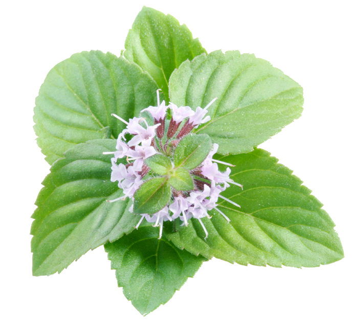 Menthe poivre 