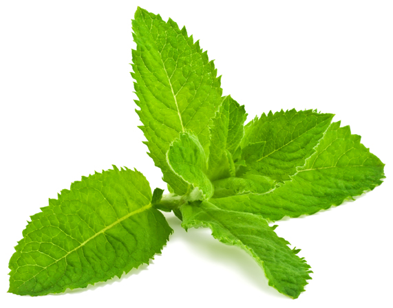 Menthe poivrée (essence)