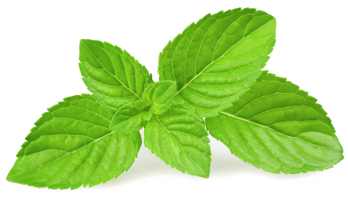 Huile essentielle de Menthe poivrée