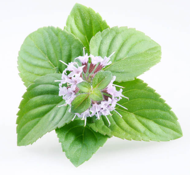 huile-essentielle-menthe-poivree