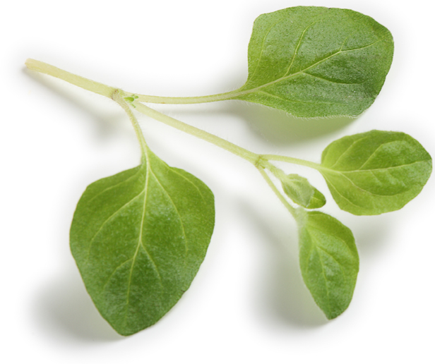 Essence d'origan bio