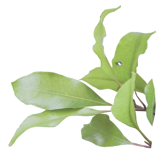 Ravintsara bio huile essentielle