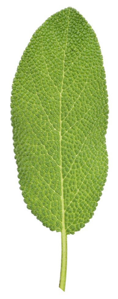 Feuille de sauge sclarée