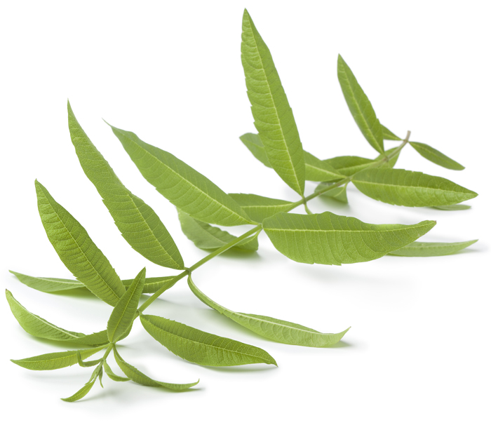 Veveine Yunan Plante
