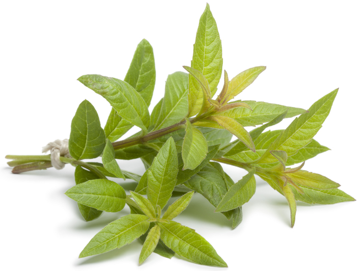 Yunnan verveine