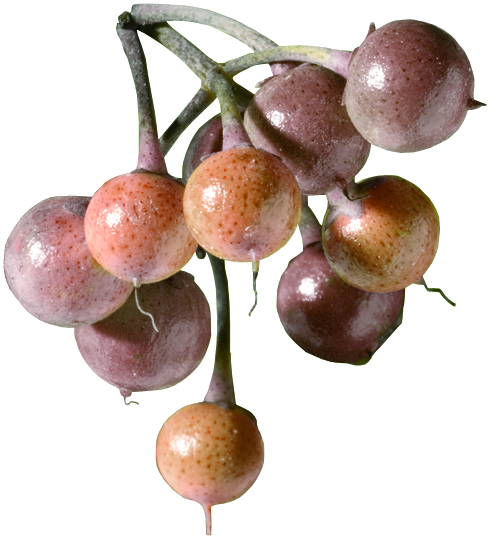 baie de verveine yunnan