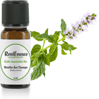 menthe-des-champs-10-ml